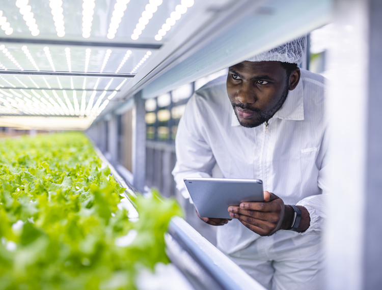 person analyzing plants grown inside greenhouse